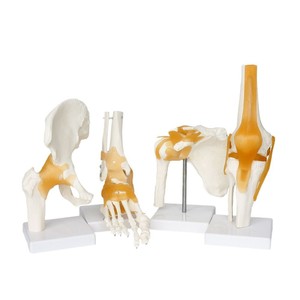 Modèle articulaire humain avec quatre types de ligaments (épaule, pied, genou, hanche), détaillé et clair, un modèle médical orthopédique standard - Product Image 1
