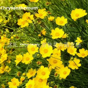 <span class=keywords><strong>Semi</strong></span> <span class=keywords><strong>di</strong></span> Coreopsis a Fiori Grandi Perenni, Facili da Seminare, Crescita Rapida, Varietà Selvatica per Paesaggistica e Fiori Marini - Product Image 2