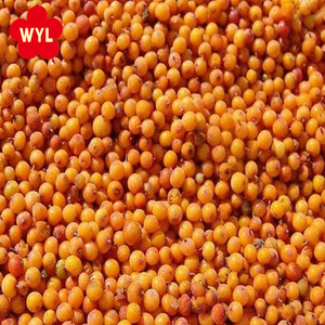 Cây trồng mới iqf hắc mai biển toàn Bộ trái cây đông lạnh seabuckthorn đông lạnh - Product Image 2