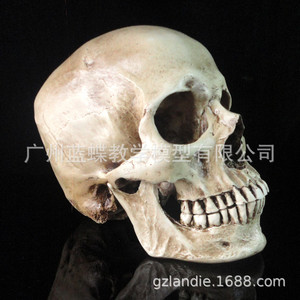 Modelo de Cráneo Humano de Resina 1:1 para Pintar, Arte de Cráneo Humano, Músculos, Esqueleto, Anatomía, Bellas Artes - En Stock - Product Image 2