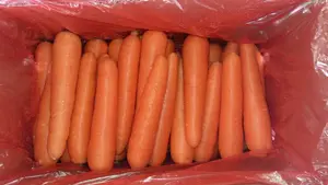 แครอทผักสดสำหรับฤดูกาลใหม่แครอทจีนขายส่ง