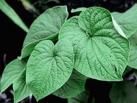 Extrait de Kava OEM ODM, Poudre de Kava, Poudre de racine de Kava