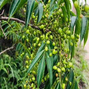 高品質食品グレードハーブエキス<span class=keywords><strong>Cotinus</strong></span> CoggygeaエキススモークツリーエキスCAS 528-48-3フィセチン - Product Image 6