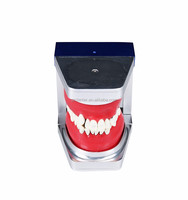 Modelo Dental de Ortodoncia con Dientes Tipodónticos Integrados en Cera Roja y Resina para Práctica de Posicionamiento de Brackets y Entrenamiento de Curvado de Arcos