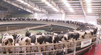 Système d'équipement d'allaitement rotatif pour vaches, carrousel, machine à traire, pour plusieurs vaches, gain de temps