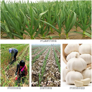 Nouvelle récolte d'ail frais de haute qualité fournisseur d'origine produits entièrement séchés poudre d'ail prix de gros - Product Image 4