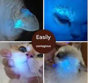 Giocattoli per gatti USB ricaricabili <span class=keywords><strong>3</strong></span> modalità di luce e 5 modelli regolabili, accessori per gatti interattivi portatili giocattolo puntatore <span class=keywords><strong>Laser</strong></span> per gatti - Product Image 4