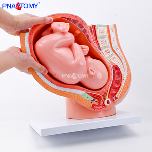 แบบจำลองกระดูกเชิงกรานคนตั้งครรภ์ ขนาดเท่าจริง ทำจาก PVC แบบจำลองกายวิภาคของทารกในครรภ์ สำหรับการสอนทางวิทยาศาสตร์การแพทย์ สำหรับแบบจำลองกายวิภาคของหญิงตั้งครรภ์ - Product Image 5