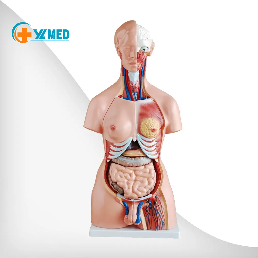 Fabbrica 85cm intersex torso umano 23 parti scienza medica insegnamento anatomia dimostrazione modello di torso umano