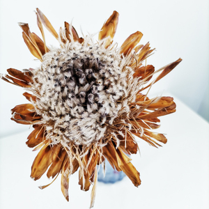 Verano flora Yunnan venta al por mayor y ramo <span class=keywords><strong>de</strong></span> <span class=keywords><strong>flores</strong></span> frescas para la decoración <span class=keywords><strong>de</strong></span> la casa <span class=keywords><strong>de</strong></span> <span class=keywords><strong>flores</strong></span> secas protea - Product Image 2