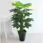 Lot de zongzi d'un mètre - attire la prospérité - 48 feuilles - herbe décorative