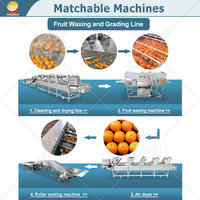 ORME Automatische Tomaten-Aardappel Sorteermachine Kleine Groente Sorteermachine Appel-Olijf Reinigings- en Sorteermachine