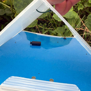 Durable Delta Shape Insect Trap Sticky Board for <b>Pest</b> <b>Control</b> in Garden & Agriculture - Product Image 2