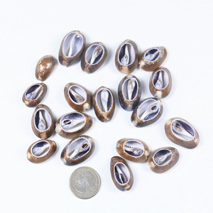 Gran oferta de conchas naturales de cauri, cuentas de concha abierta, conchas marinas de cauri para la fabricación de joyas, artesanías naturales - Product Image 2