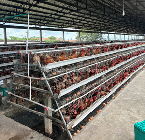 Poulailler commercial pour 1000 poules pondeuses avec système d'alimentation et de collecte d'œufs automatiques - Product Image 6