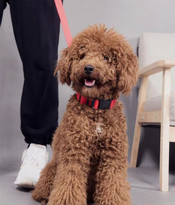 Venta al por mayor Usb recargable LED Light <span class=keywords><strong>up</strong></span> <span class=keywords><strong>Dog</strong></span> Pet Collar Personalizado Collares De Perros Custom Led <span class=keywords><strong>Dog</strong></span> Collares - Product Image 5