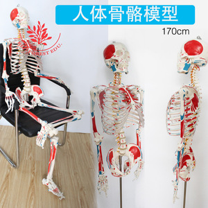 Squelette humain avec l'indication des origines et des terminaisons des muscles, peint à la main, 170 cm, modèle humain simulé de qualité médicale - Product Image 5