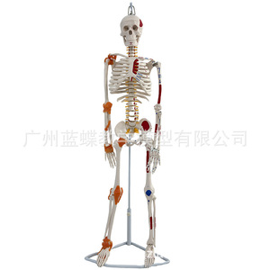 85cm Human Musculoskeletal Structure and Ligament Full Skeleton Model, Detachable Spine Yoga White Skull - Product Image 4