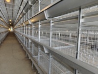 Cages à Poules Pondeuses Automatiques pour Fermes Avicoles – Cage de Type H