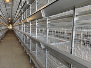 Tự động gà Lồng trứng lớp gia cầm trang trại H loại lớp gà lồng gà lớp lồng - Product Image 4