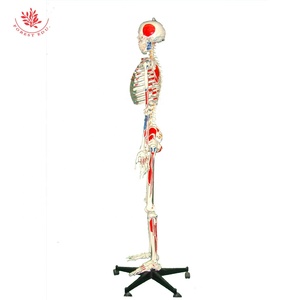 Y tế khoa học mô hình thực tế frt002a W/toàn bộ cơ màu cơ bắp bắt đầu và điểm kết thúc 176cm mô hình khoa học y tế - Product Image 6