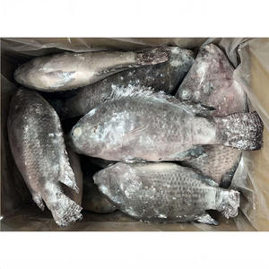 Poisson Tilapia Congelé Aliment pour Poisson Tilapia 300g 500 Tilapia Frais de Ferme Prix de Gros à Vendre - Product Image 3