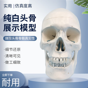 Modelo de esqueleto humano a escala 1:1, adorno de calavera de resina, decoración de oficina. - Product Image 5