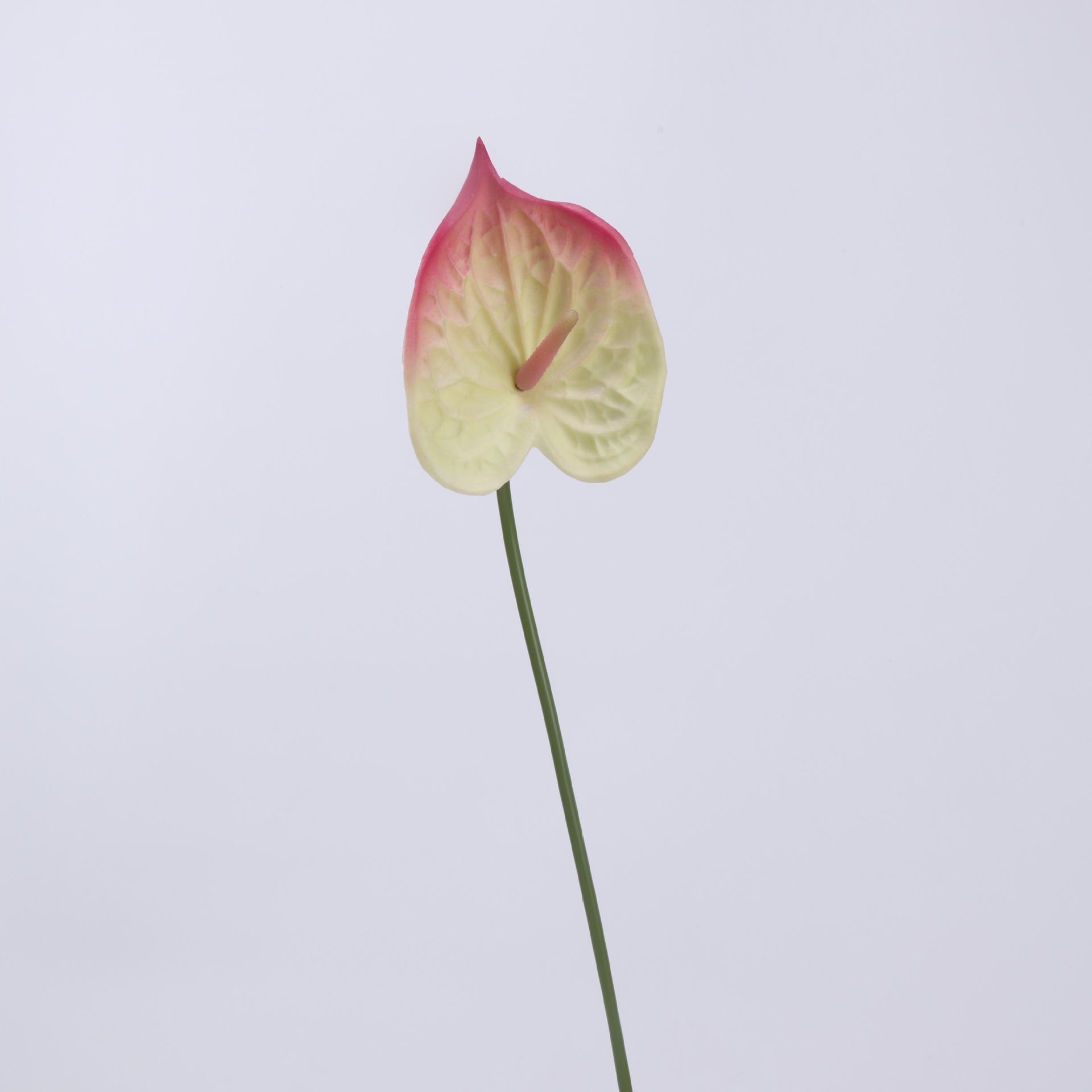 Rosa madeira