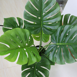 Plantes <span class=keywords><strong>albo</strong></span> Monstera de 90cm, décoration pour le jardin, la maison - Product Image 2