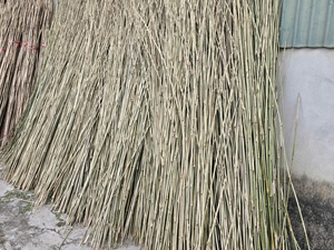 Durable Tonkin <b>Bamboo</b> Stakes for Vineyard and Farm Support Eco Friendly <b>Bamboo</b> Garden <b>Canes</b> for Agriculture - Product Image 2