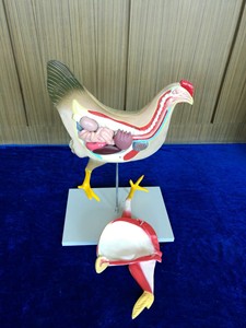 Modèle d'enseignement d'anatomie animale, modèle d'anatomie du squelette et de la structure interne de la poule pour la <span class=keywords><strong>recherche</strong></span> sur les <span class=keywords><strong>animaux</strong></span> - Product Image 6