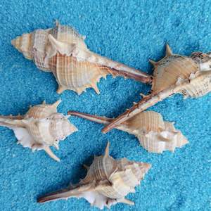 เปลือก<span class=keywords><strong>หอย</strong></span><span class=keywords><strong>สังข์</strong></span>ธรรมชาติ <span class=keywords><strong>หอย</strong></span><span class=keywords><strong>หนาม</strong></span> <span class=keywords><strong>หอย</strong></span>แม่มด สำหรับใช้เป็นอุปกรณ์ประกอบฉาก ตกแต่งตู้ปลา จัดสวน - Product Image 5