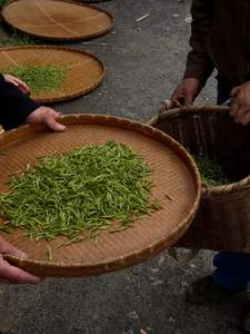 2024 Printemps <span class=keywords><strong>Thé</strong></span> Vert Chine Célèbre <span class=keywords><strong>Thé</strong></span> <span class=keywords><strong>Huangshan</strong></span> Mao feng Anhui <span class=keywords><strong>Maofeng</strong></span> <span class=keywords><strong>Thé</strong></span> Vert - Product Image 5