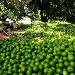 Lima fresca sin semillas de Vietnam proveedor mayorista de cítricos naturales a granel de alta calidad para alimentos y bebidas - Product Image 3