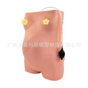 Modèle avancé d'examen de grossesse assisté par ordinateur, méthode de palpation obstétricale en quatre étapes, auscultation du rythme cardiaque fœtal - Product Image 3