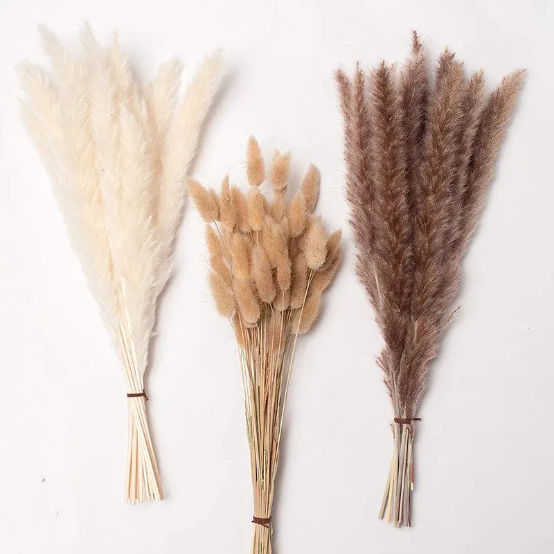 grass pampas stems bunny tails dried flowers home decor mini small tail real 45cm natural beige dried pampas grass 45 cm