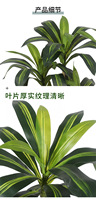 Plantes artificielles à marque privée, 120 cm, double tronc, feuilles larges vertes et jaunes rayées, pot noir, décoration intérieure réutilisable