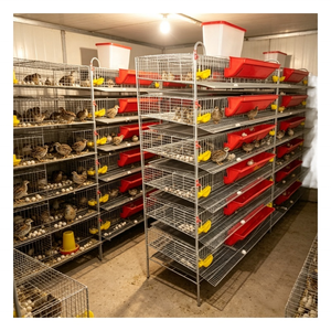 Industrial Grade Poultry Cage System with Adjustable Levels for Efficient Quail <strong>Egg</strong> <strong>Harvesting</strong> - Product Image 3
