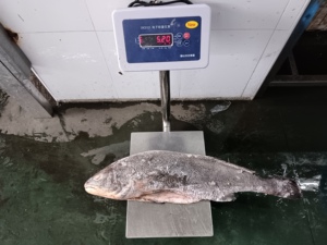 Croaker brun congelé pour exportation <span class=keywords><strong>de</strong></span> Chine <span class=keywords><strong>Prix</strong></span> du poisson Poisson Congele Croaker Élevage <span class=keywords><strong>de</strong></span> poisson poisson frais congelé entier Croaker brun - Product Image 2