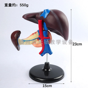 Modèle du foie, du dodécanome et du pancréas : modèle d'organes digestifs humains, instrument pédagogique de biologie pour les collèges - Product Image 4