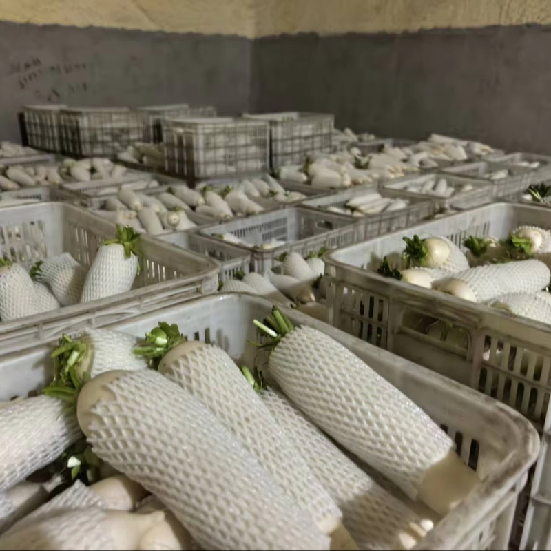 Best Price Supplier Wholesale Radish and