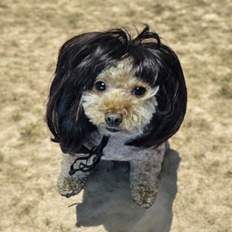 Dog Woo's Forbidden Valet Coat Elegante mascota lluvia hierba ornamento - Product Image 1