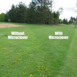 Micro Clover - (1500 G - 750 M2) - Trèfle de pelouse - Pur - Blanc - Herbe - Gazon - Product Image 3