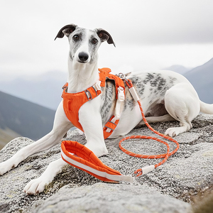 Harnais pour chien en maille douce Design <span class=keywords><strong>de</strong></span> mode mignon personnalisé grandes et tailles XS Harnais pour <span class=keywords><strong>animaux</strong></span> <span class=keywords><strong>de</strong></span> <span class=keywords><strong>compagnie</strong></span> en nylon confortable et résistant pour la marche - Product Image 5