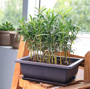 <span class=keywords><strong>Macetas</strong></span> de entrenamiento de bonsái al por mayor y <span class=keywords><strong>baratas</strong></span>, maceta de cultivo de plantas de bonsái de plástico - Product Image 4