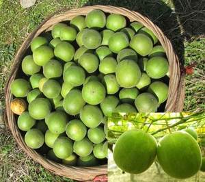 2025 alta calidad <span class=keywords><strong>precio</strong></span> de fábrica asequible calorías más bajas Luo Han Guo Extracto de polvo de <span class=keywords><strong>fruta</strong></span> de <span class=keywords><strong>monje</strong></span> para edulcorantes naturales - Product Image 6