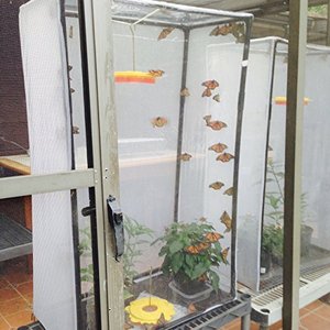 Large Eco-Friendly Outdoor Insect Mesh Cage <strong>Terrarium</strong> Collapsible Caterpillar Habitat Solid Pattern <strong>Plastic</strong> Tray Pallet Zipper - Product Image 6