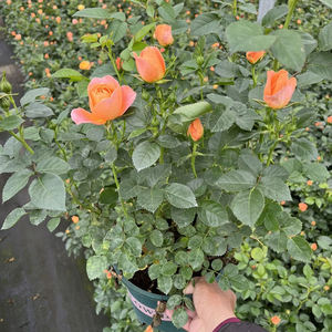 Rose Chinensis, rosier à fleurs, variétés mélangées, différentes tailles, plantes <span class=keywords><strong>vivaces</strong></span>, aménagement paysager, rosier ornemental en pot, bonsai - Product Image 2