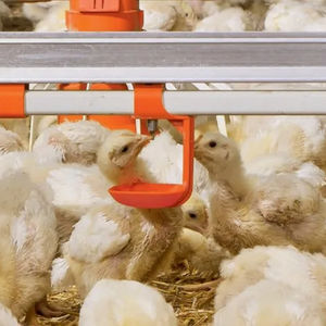 Пить воду для цыплят - Product Image 1