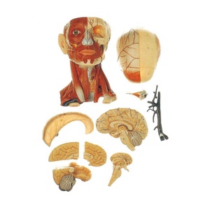 GD/A18211 Head with Muscles and Blood Vessel with <strong>Brain</strong> Model - Product Image 2